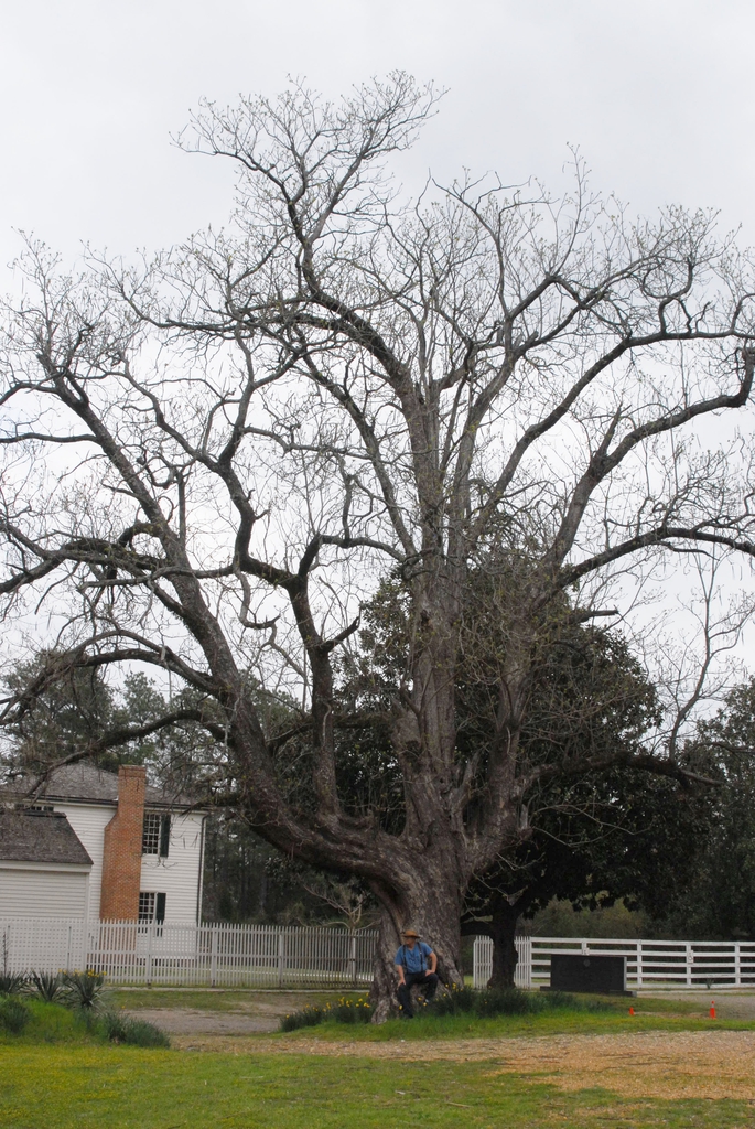 Catalpa bignonioides