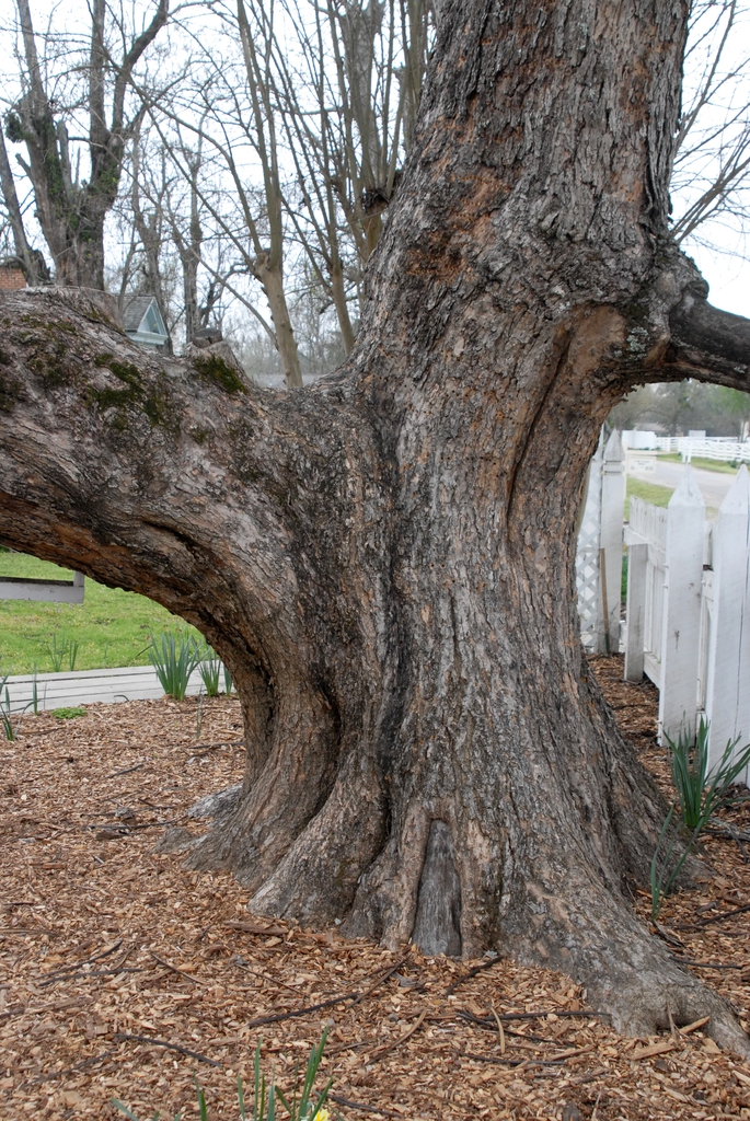 Catalpa bignonioides