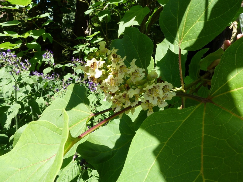 Pale yellow tubular flowers and large leaves.