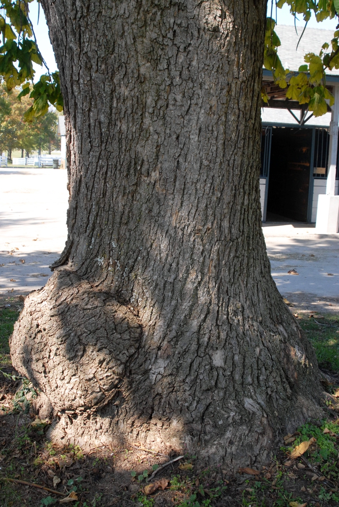 Catalpa speciosa