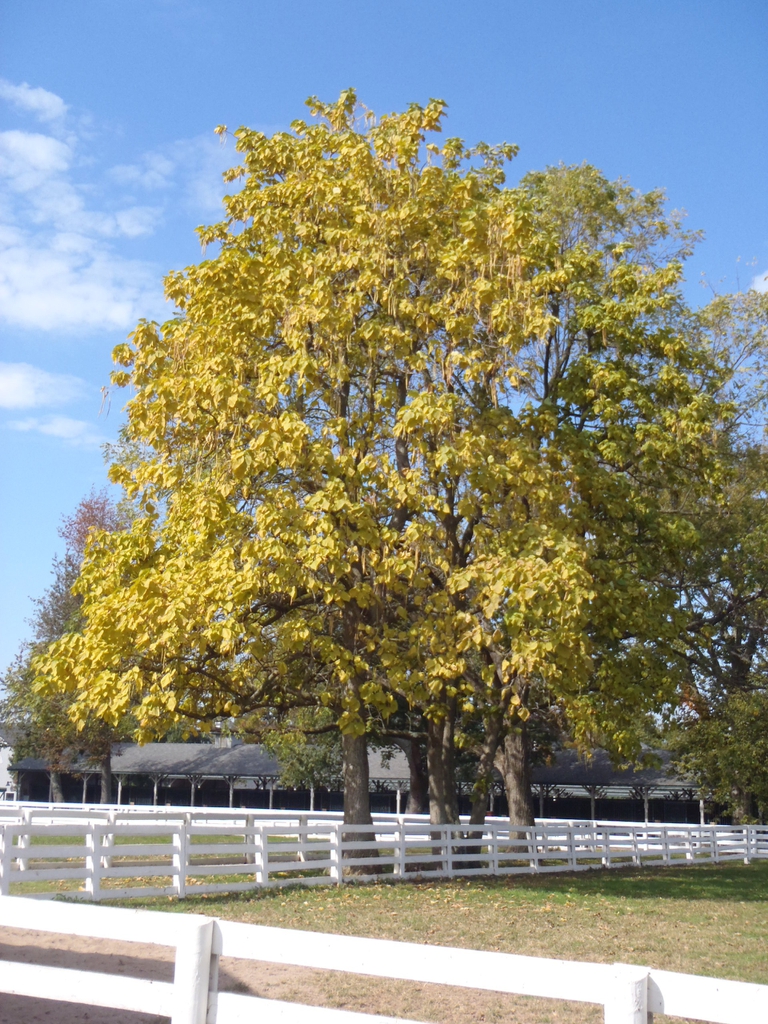 Catalpa speciosa