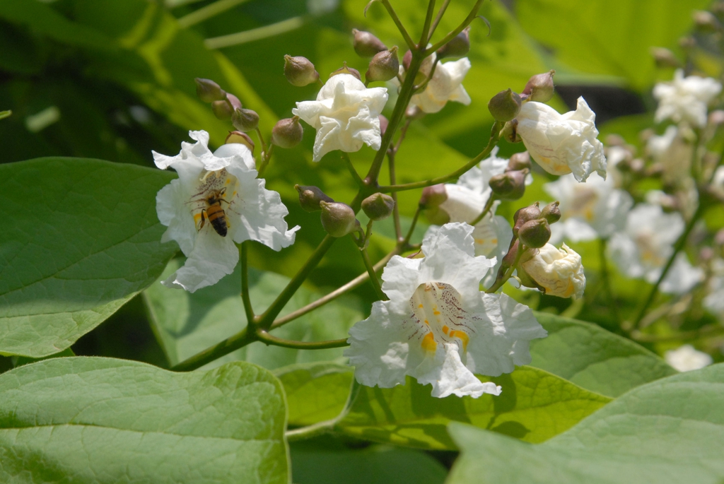 Catalpa speciosa