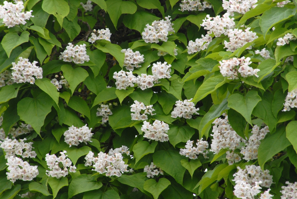 Catalpa speciosa