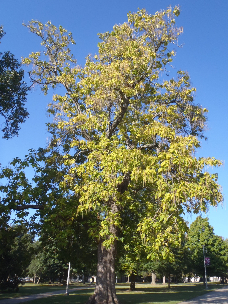 Catalpa speciosa