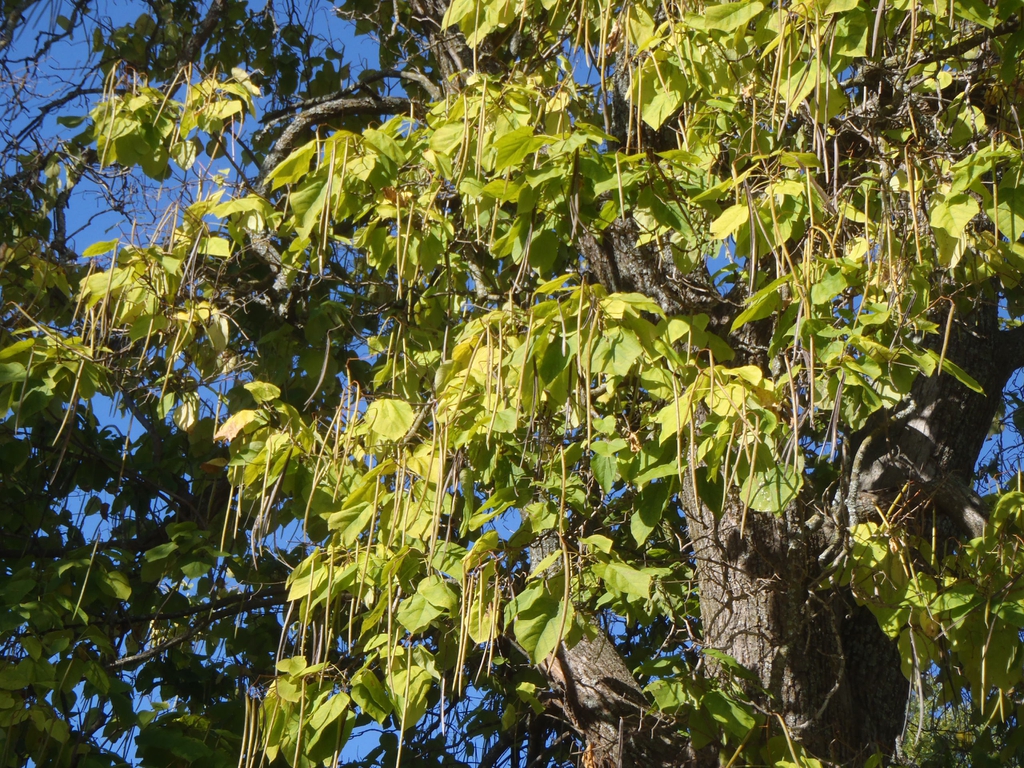 Catalpa speciosa