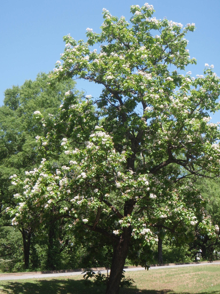 Catalpa speciosa - small irregular tree