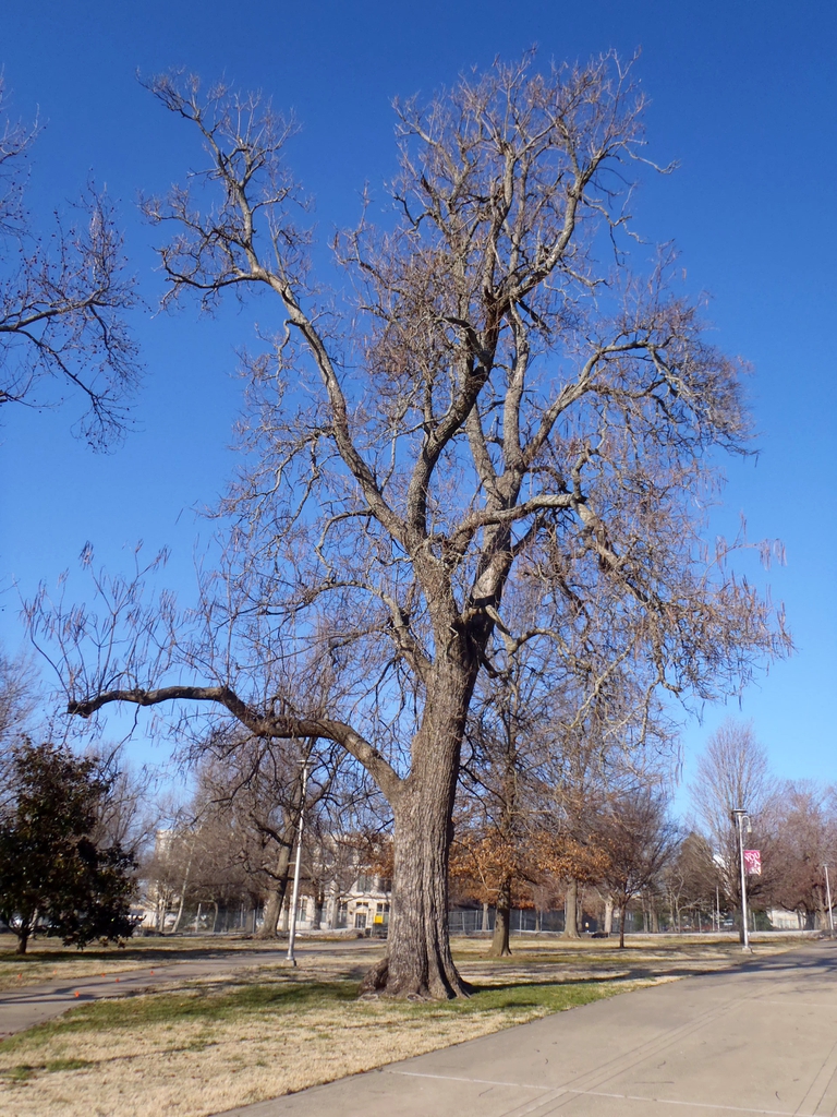 Catalpa speciosa