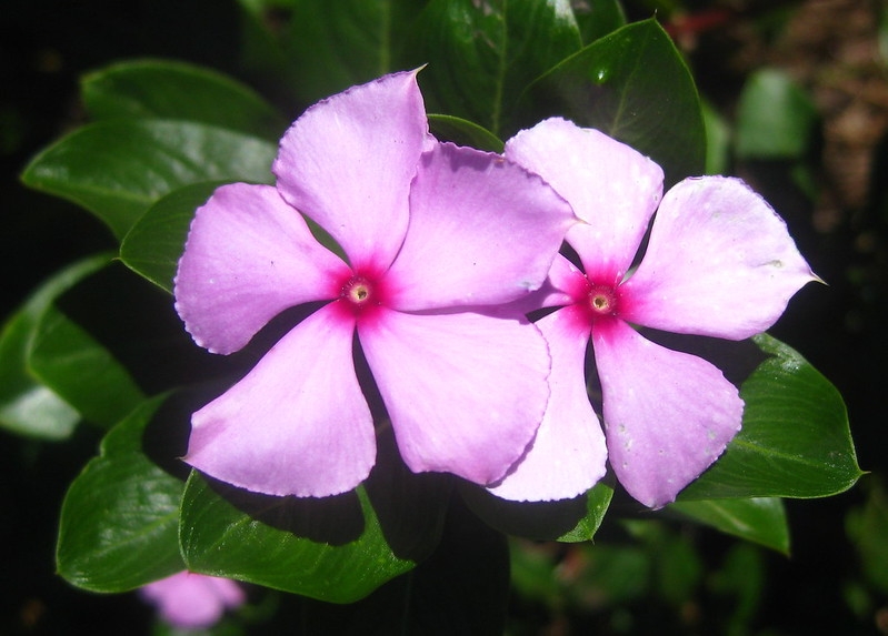 close up of 2 pink, pinwheel flowers with dark pink eyes.