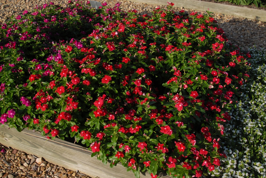mounding plant with red flowers with white eyes.