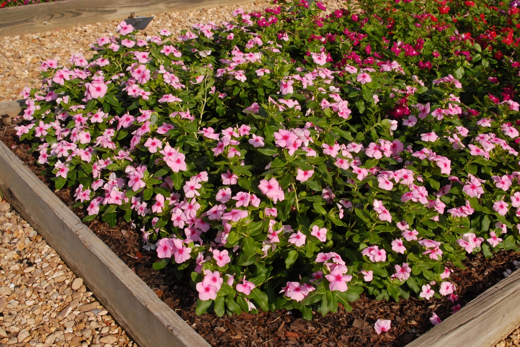 Compact plants covered in pink flowers with darker eyes