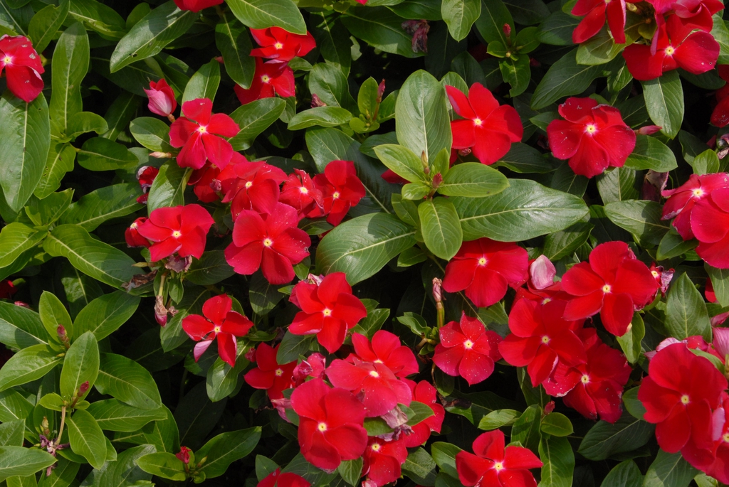Catharanthus roseus