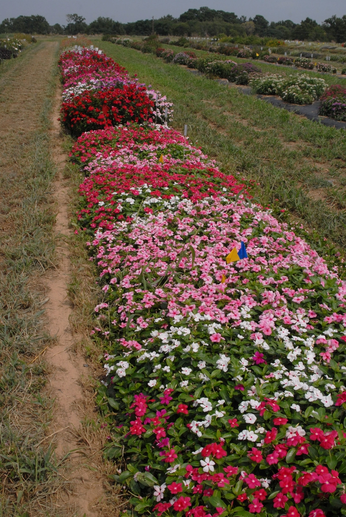 Mixed border of colorful cultivars.