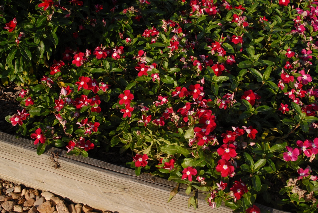 Red flowers with large white eyes