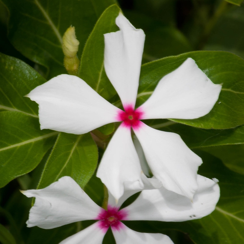 Close-up of a white, pinwheel flower with dark red eye.