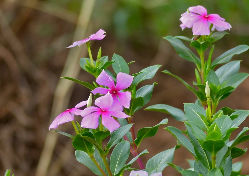 Leafy shoots bearing pink flower. Flower profile shows long tube