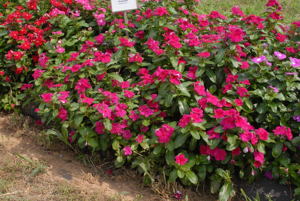 Compact plants covered in dark pink flowers