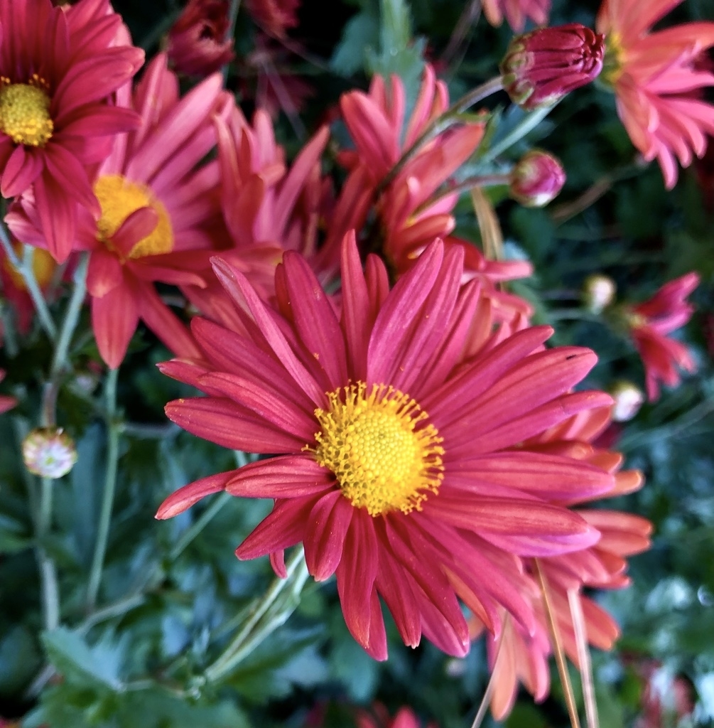 Daisy like flower rusty red in color