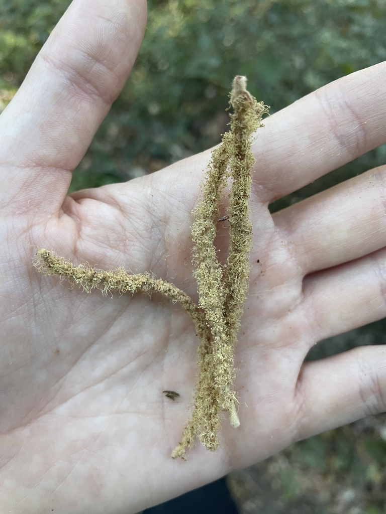 Catkins in November in Santa Clara County California