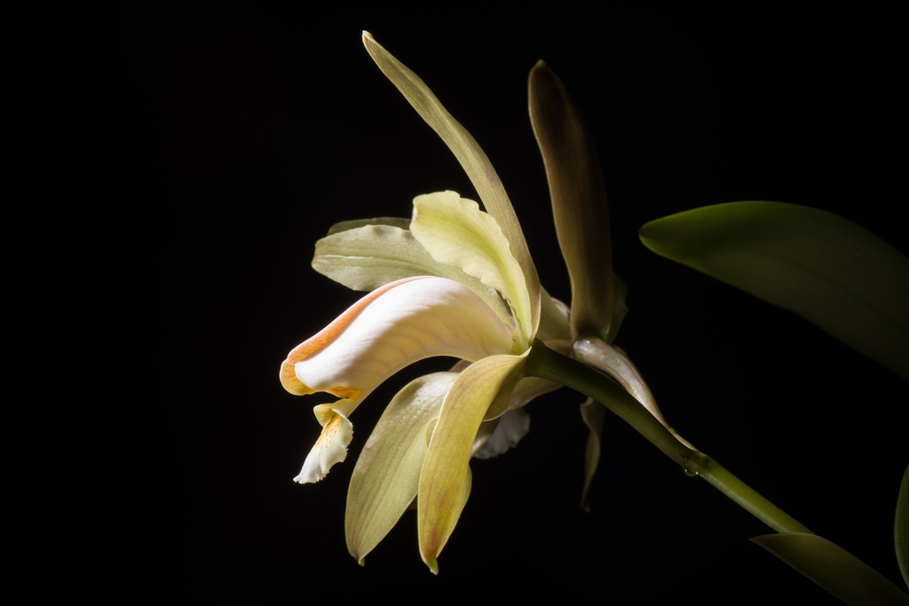 Cattleya forbesii ‘Prazer’