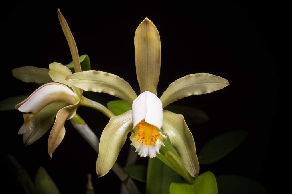 Cattleya forbesii ‘Prazer’