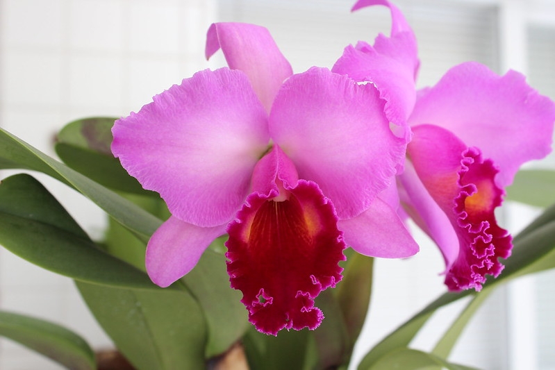 Pair of classic purple corsage orchids with frilly dark lip