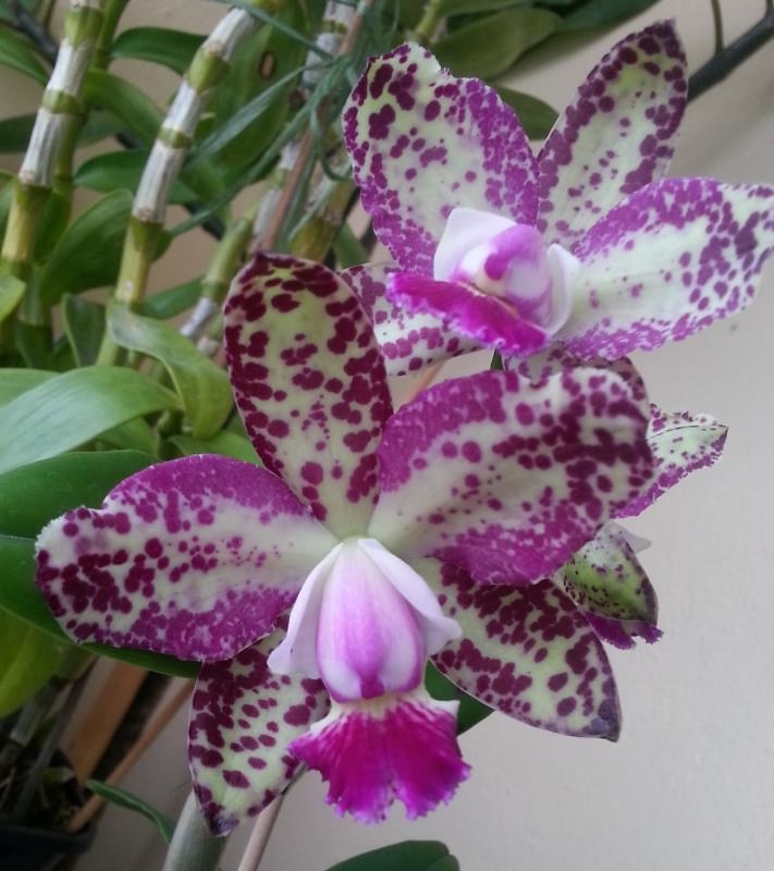 waxy flowers with purple freckles and purple lip