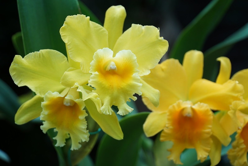Yellow corsage orchids with frilly lips
