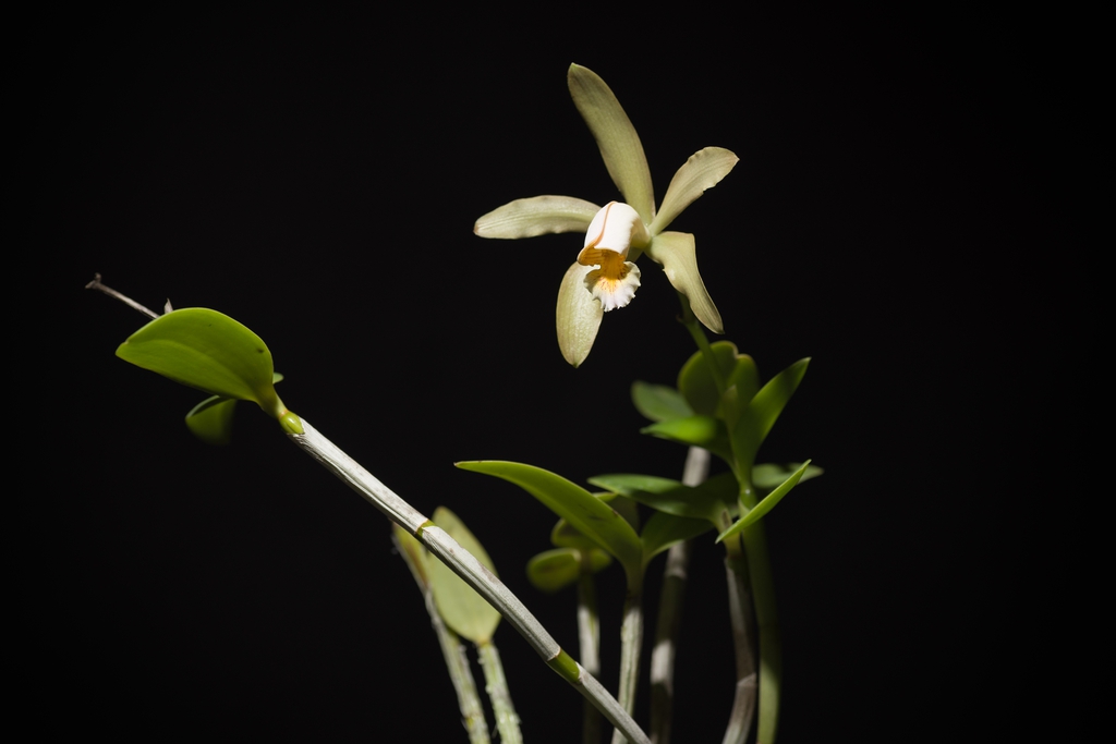 Cattleya forbesii ‘Prazer’