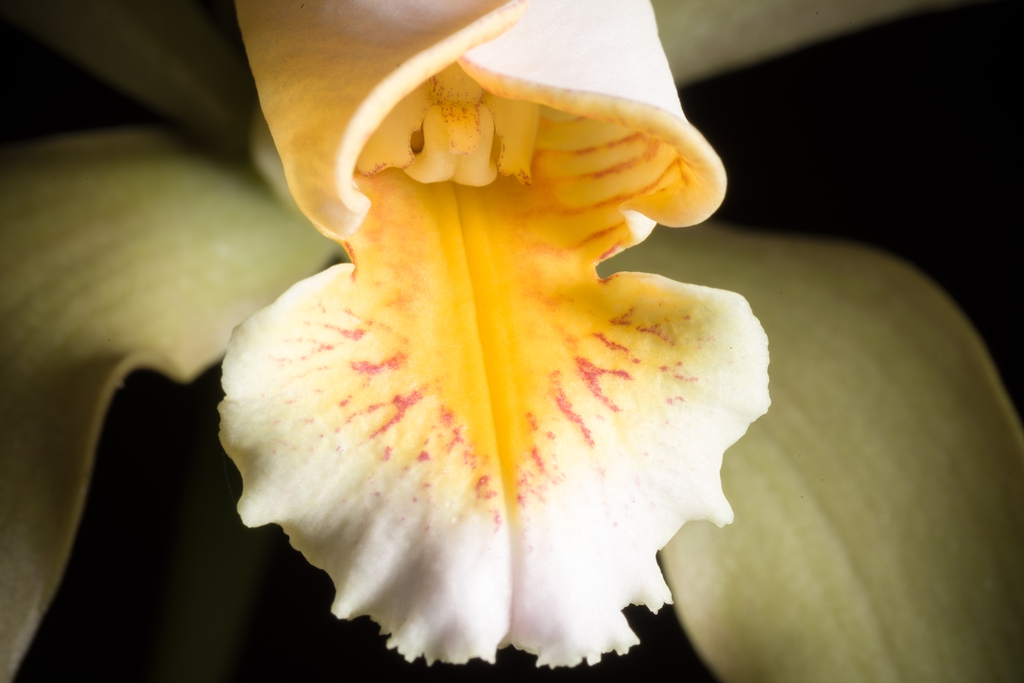 Cattleya forbesii ‘Prazer’