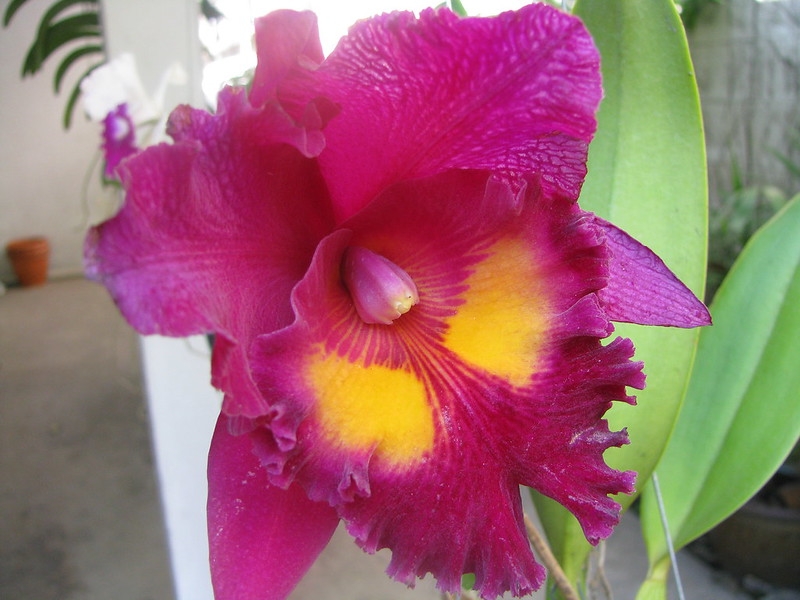 Red frilly flowers with frilly lips bearing yellow spots.