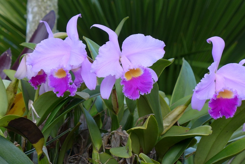 Purple corsage orchids with frilly dark lips
