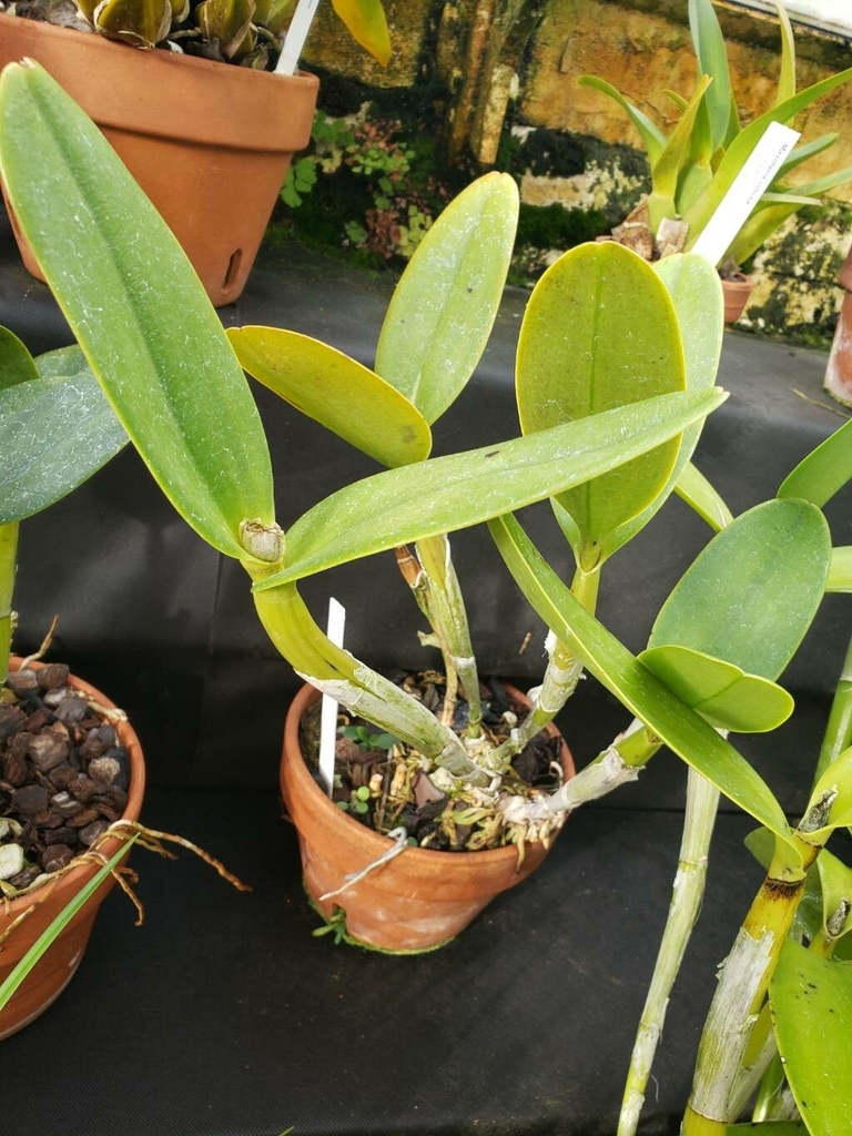 Plant with green leathery leaves in a pot