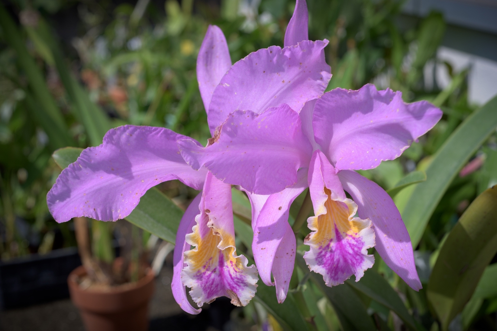 Flower
