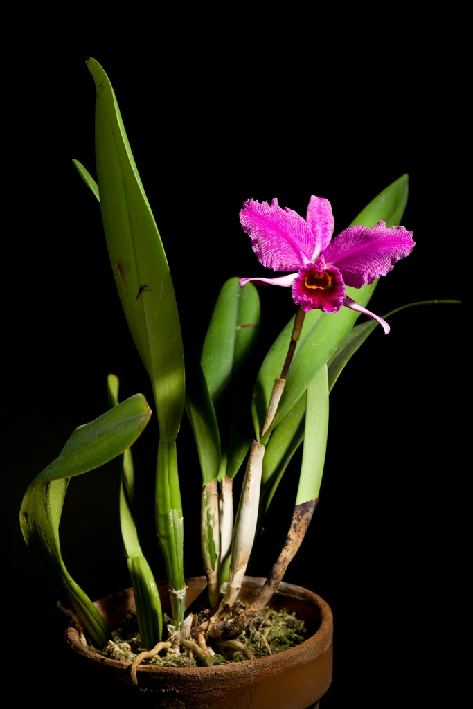Form