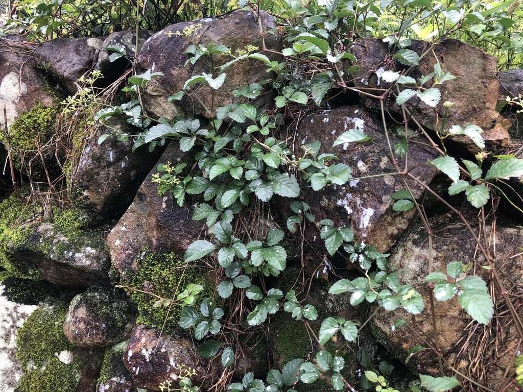 Growing over rocks