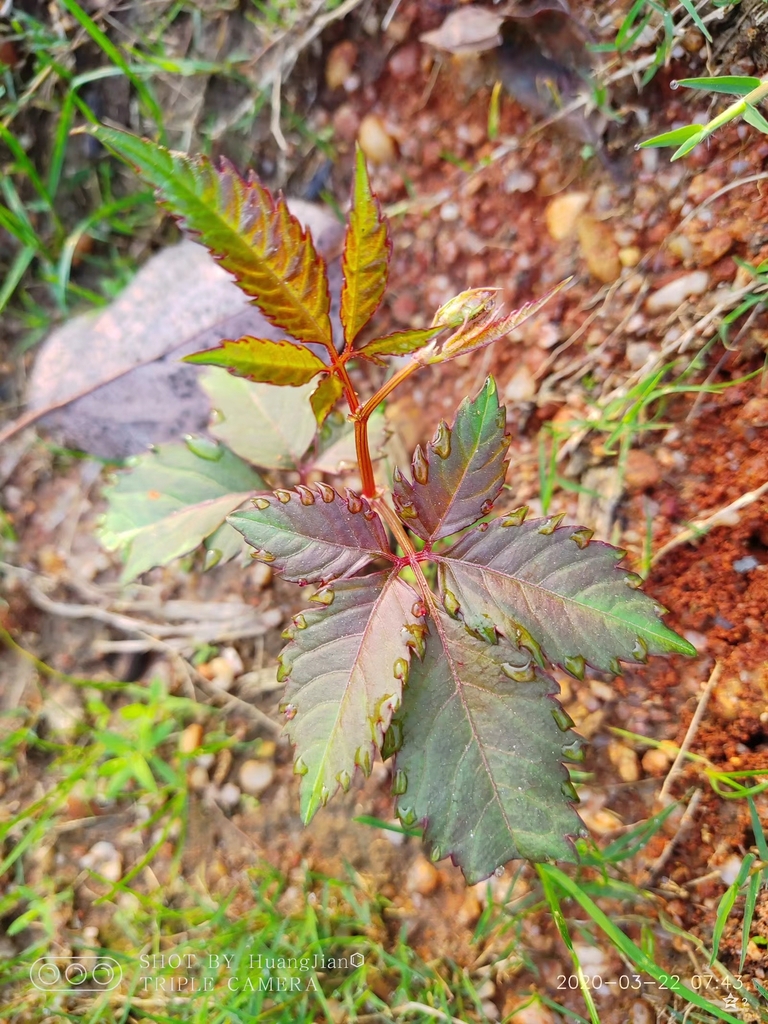 New growth with reddish color