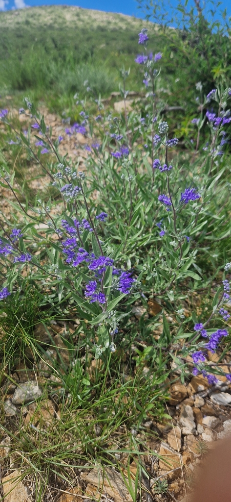 Caryopteris mongholica Form in July