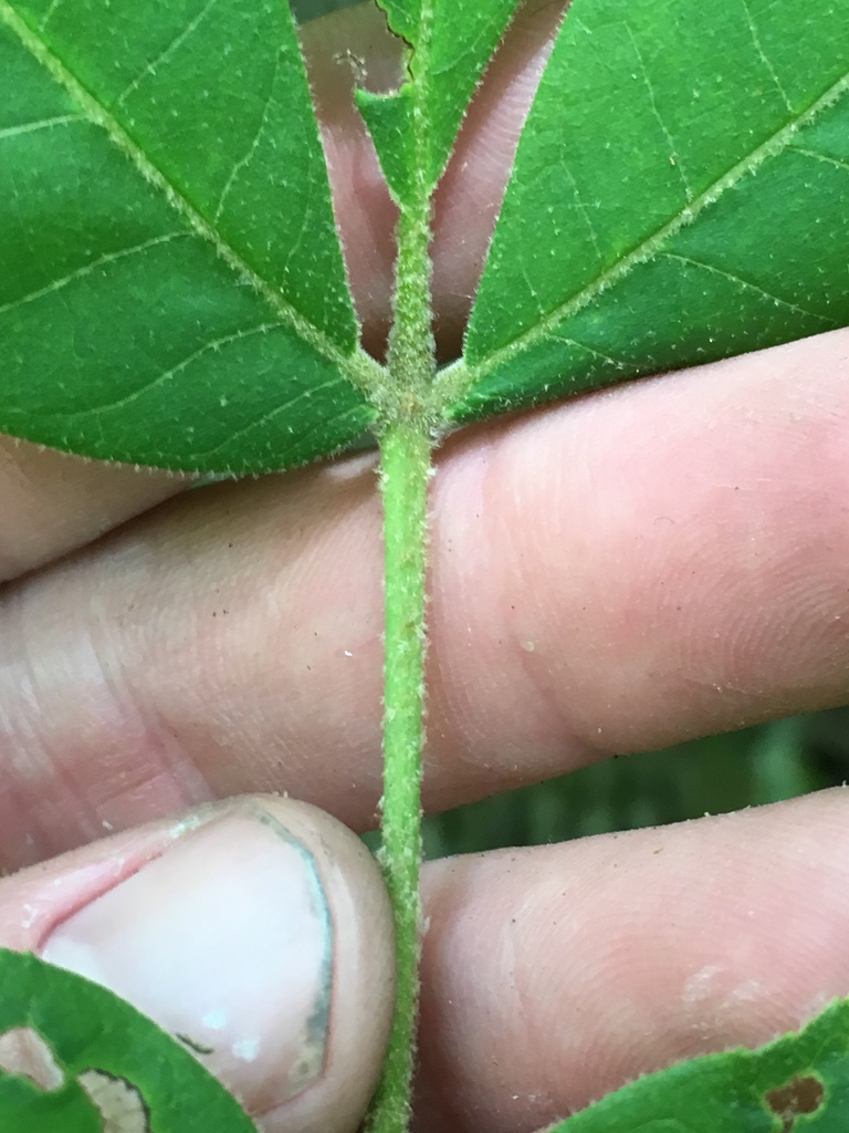 Leaf stem