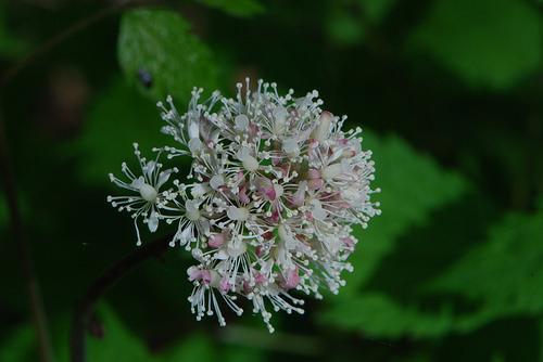 Ceanothus americanus