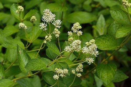 Ceanothus americanus