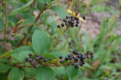 Ceanothus americanus