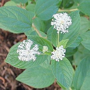 Ceanothus Americanus