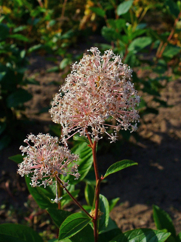 Flower, red stems