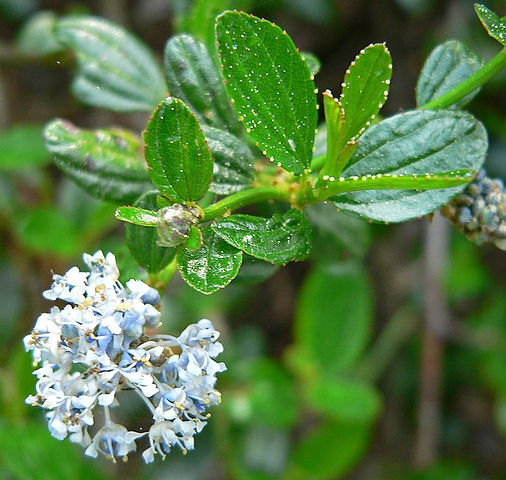 Ceanothus thyrsiflorus
