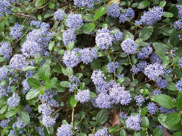 Ceanothus thyrsiflorus