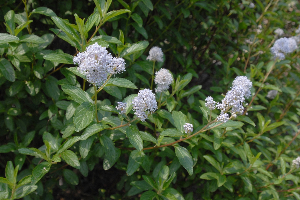 Ceanothus x delilianus