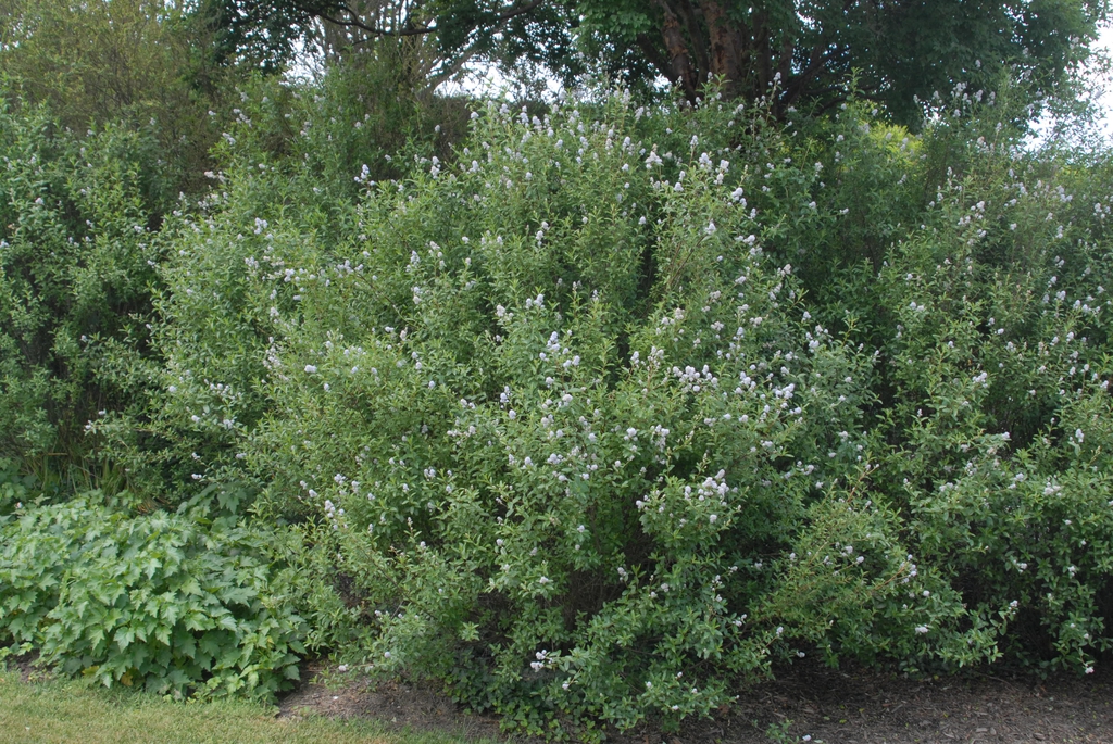 Ceanothus x delilianus