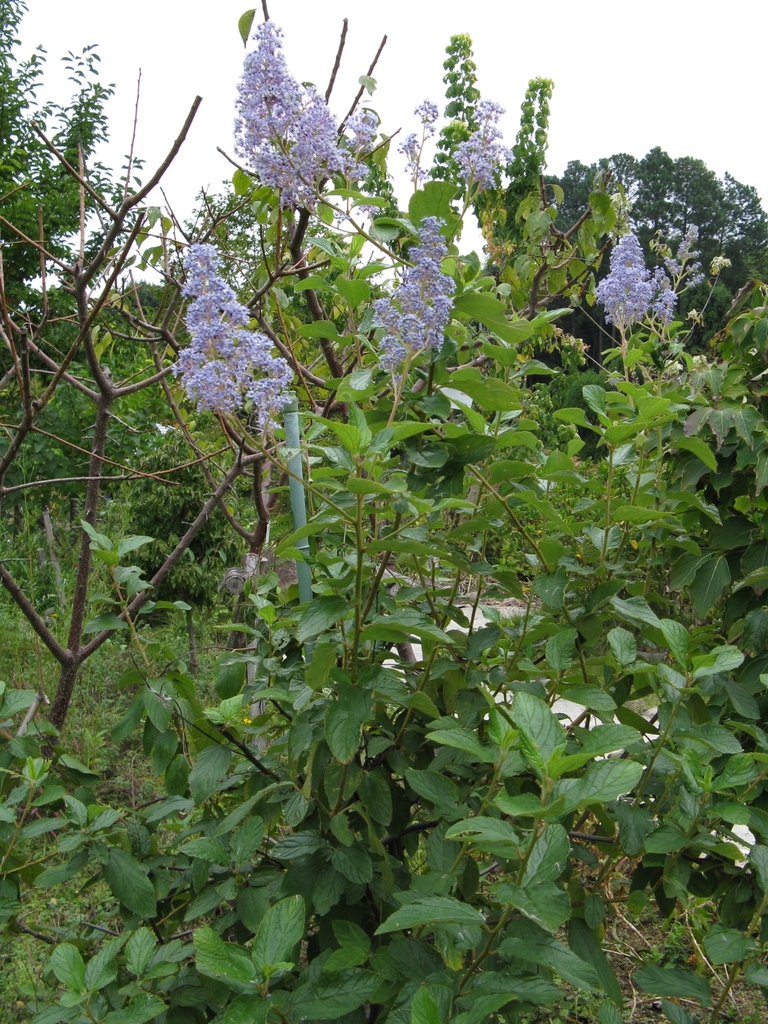 - Ceanothus x pallidus 'Marie Simon' -form