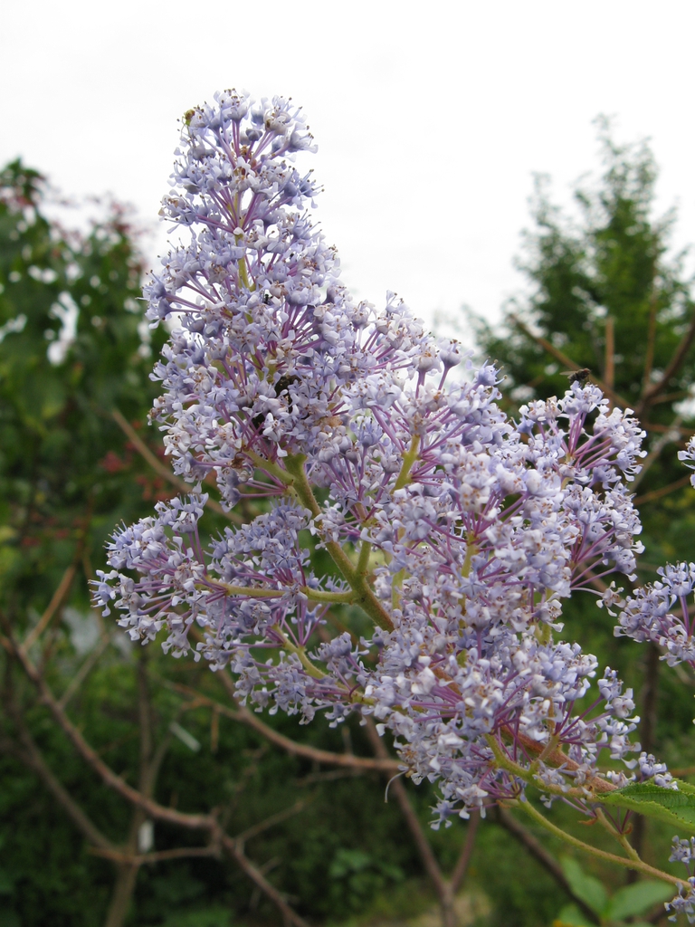 Close up of 'Marie Simon' flower