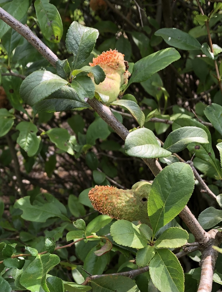 leaves infected with orange pustules.